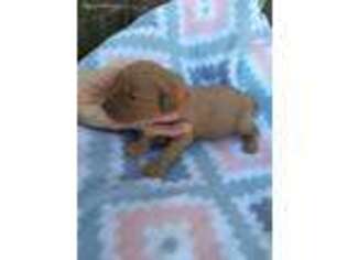 Goldendoodle Puppy for sale in Gilmer, TX, USA