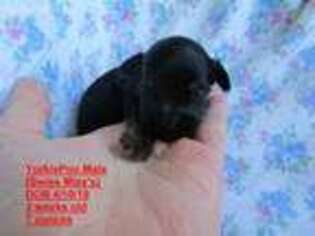 Yorkshire Terrier Puppy for sale in Vinemont, AL, USA