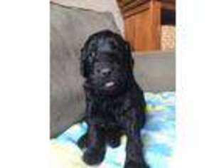 Goldendoodle Puppy for sale in Croghan, NY, USA