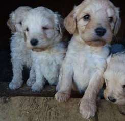 Labradoodle Puppy for sale in RIGGINS, ID, USA