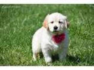 Golden Retriever Puppy for sale in Exeter, MO, USA