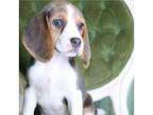 Beagle Puppy for sale in Susanville, CA, USA