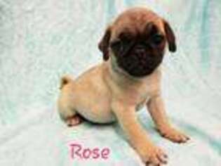 Pug Puppy for sale in Supply, NC, USA