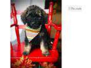 Mutt Puppy for sale in Orem, UT, USA