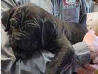 Neapolitan Mastiff Puppy for sale in Port Crane, NY, USA