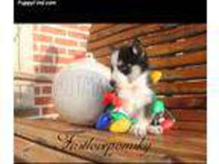 Siberian Husky Puppy for sale in Franklin, KY, USA