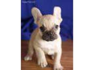 French Bulldog Puppy for sale in Ashburn, VA, USA