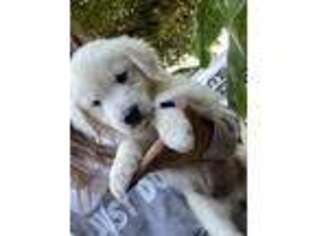 Golden Retriever Puppy for sale in Vacaville, CA, USA