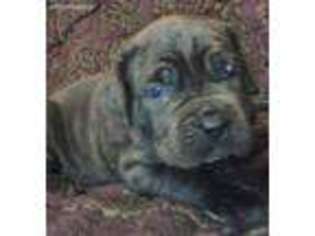 Neapolitan Mastiff Puppy for sale in Sanger, TX, USA