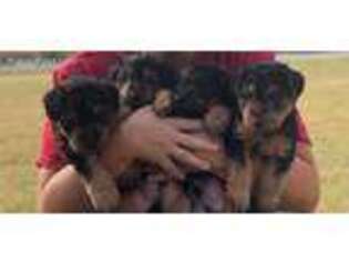 Welsh Terrier Puppy for sale in Murphysboro, IL, USA
