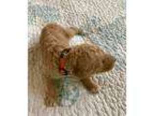 Mutt Puppy for sale in Melbourne Beach, FL, USA
