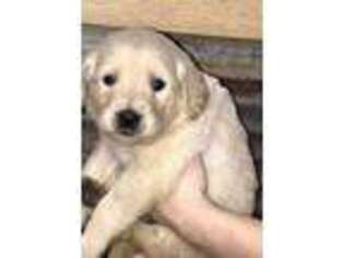 Golden Retriever Puppy for sale in Cullman, AL, USA