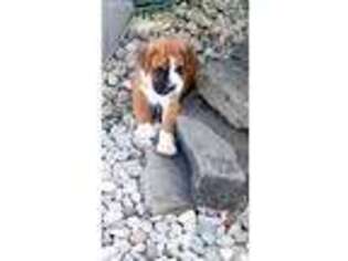 Boxer Puppy for sale in Sardinia, OH, USA
