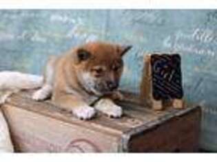 Shiba Inu Puppy for sale in West Salem, OH, USA
