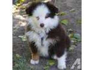 Miniature Australian Shepherd Puppy for sale in THOMPSON FALLS, MT, USA