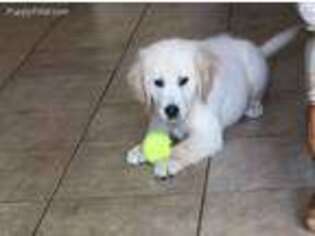 Golden Retriever Puppy for sale in Canton, GA, USA