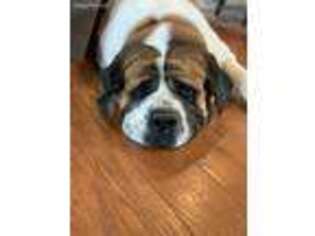Saint Bernard Puppy for sale in Lake George, NY, USA