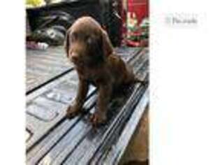 Labrador Retriever Puppy for sale in Tulsa, OK, USA