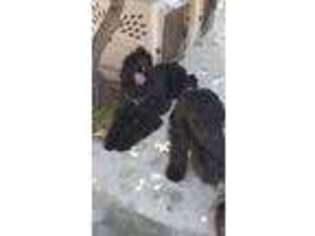 Black Russian Terrier Puppy for sale in Maywood, CA, USA