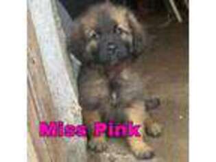 Leonberger Puppy for sale in North English, IA, USA