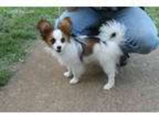 Papillon Puppy for sale in Maryville, TN, USA
