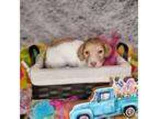 Dachshund Puppy for sale in Centre, AL, USA