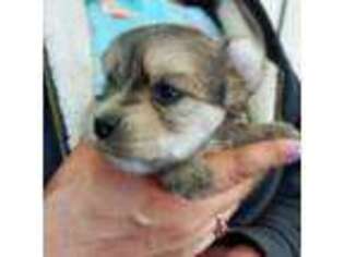 Yorkshire Terrier Puppy for sale in Central Point, OR, USA