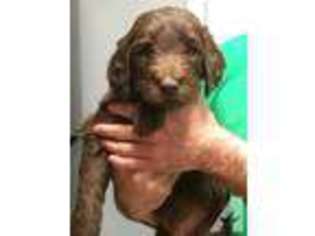 Labradoodle Puppy for sale in OWENSBORO, KY, USA