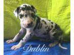 Great Dane Puppy for sale in Moreno Valley, CA, USA