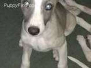 Whippet Puppy for sale in Cheyenne, WY, USA