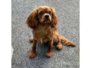 Cavalier King Charles Spaniel Puppy for sale in Devon, PA, USA