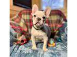 French Bulldog Puppy for sale in East Peoria, IL, USA