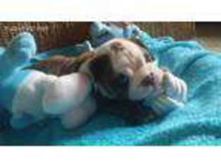 Bulldog Puppy for sale in Galesburg, IL, USA