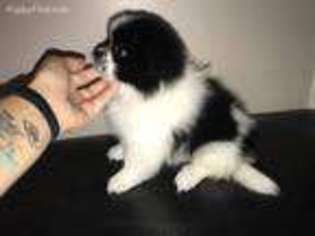Pekingese Puppy for sale in Independence, MO, USA