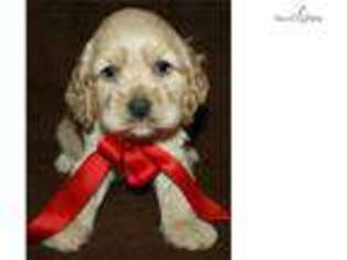 Cocker Spaniel Puppy for sale in Grand Forks, ND, USA