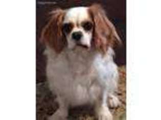 Cavalier King Charles Spaniel Puppy for sale in Blackwell, OK, USA