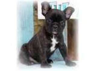French Bulldog Puppy for sale in Edgar Springs, MO, USA