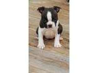 Boston Terrier Puppy for sale in Coward, SC, USA