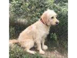 Goldendoodle Puppy for sale in Iron River, MI, USA