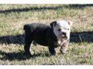 Olde English Bulldogge Puppy for sale in Pisgah, AL, USA