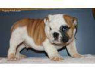 Bulldog Puppy for sale in Highlandville, MO, USA