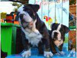 Bulldog Puppy for sale in COPPERHILL, TN, USA
