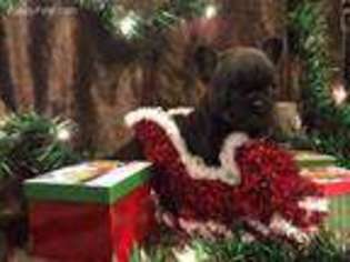 French Bulldog Puppy for sale in Tazewell, VA, USA