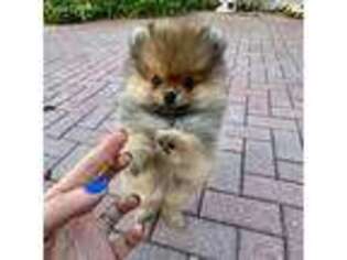Pomeranian Puppy for sale in Pompano Beach, FL, USA