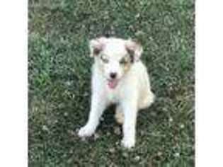 Australian Shepherd Puppy for sale in Lancaster, MO, USA