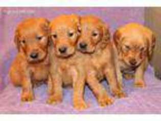 Golden Retriever Puppy for sale in Tacoma, WA, USA