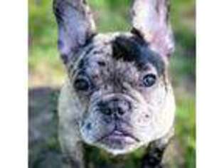 French Bulldog Puppy for sale in Spirit Lake, ID, USA