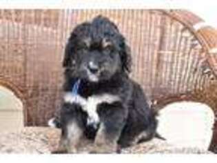 Mutt Puppy for sale in Kennedy, MN, USA