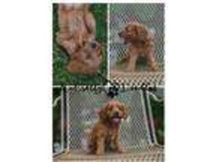 Cavapoo Puppy for sale in Russellville, AR, USA
