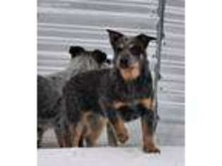 Australian Cattle Dog Puppy for sale in Carlin, NV, USA